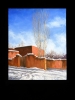 Santa Fe Winter Adobe and Trees